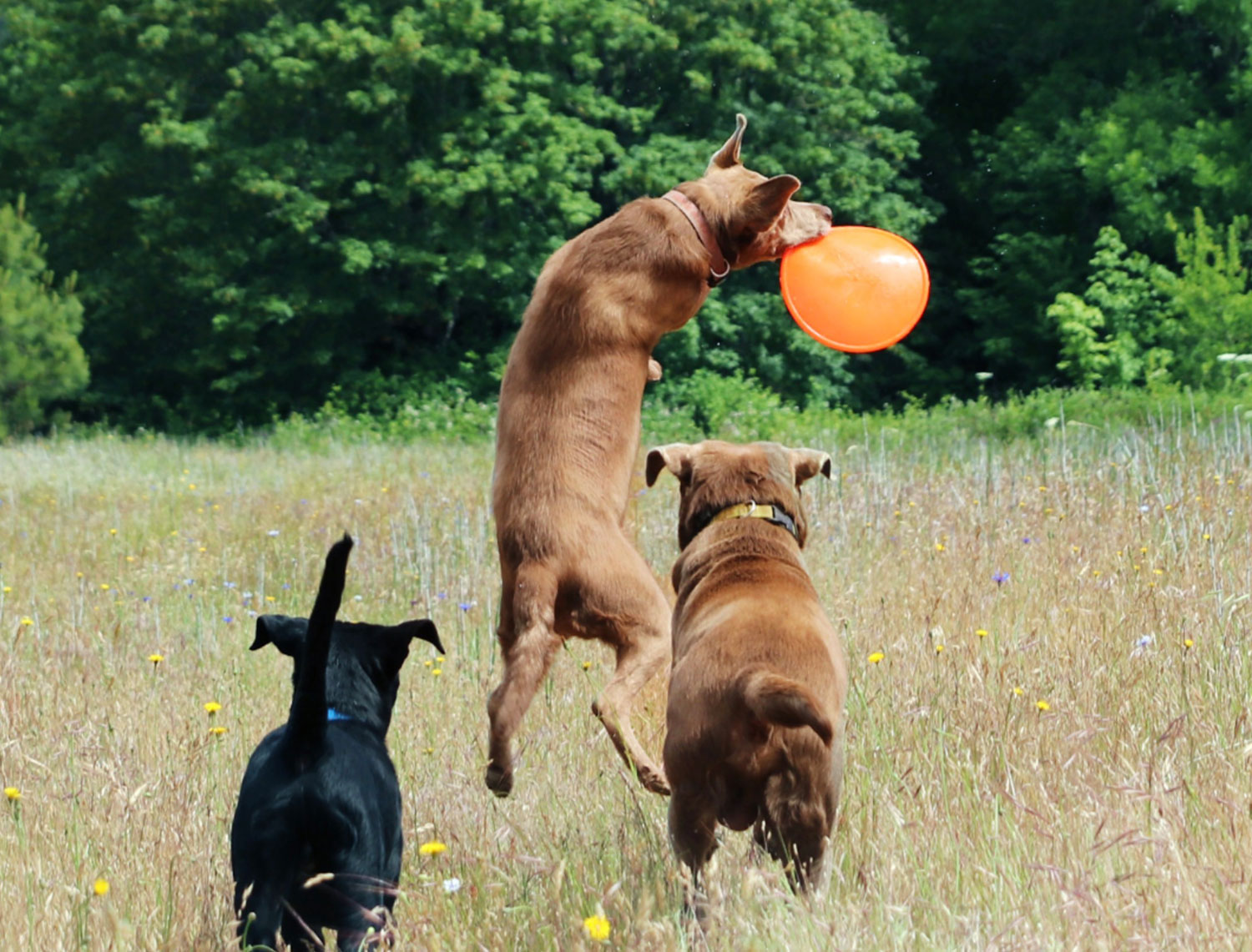 Ruff-dawg-K9-Flyer-dog3